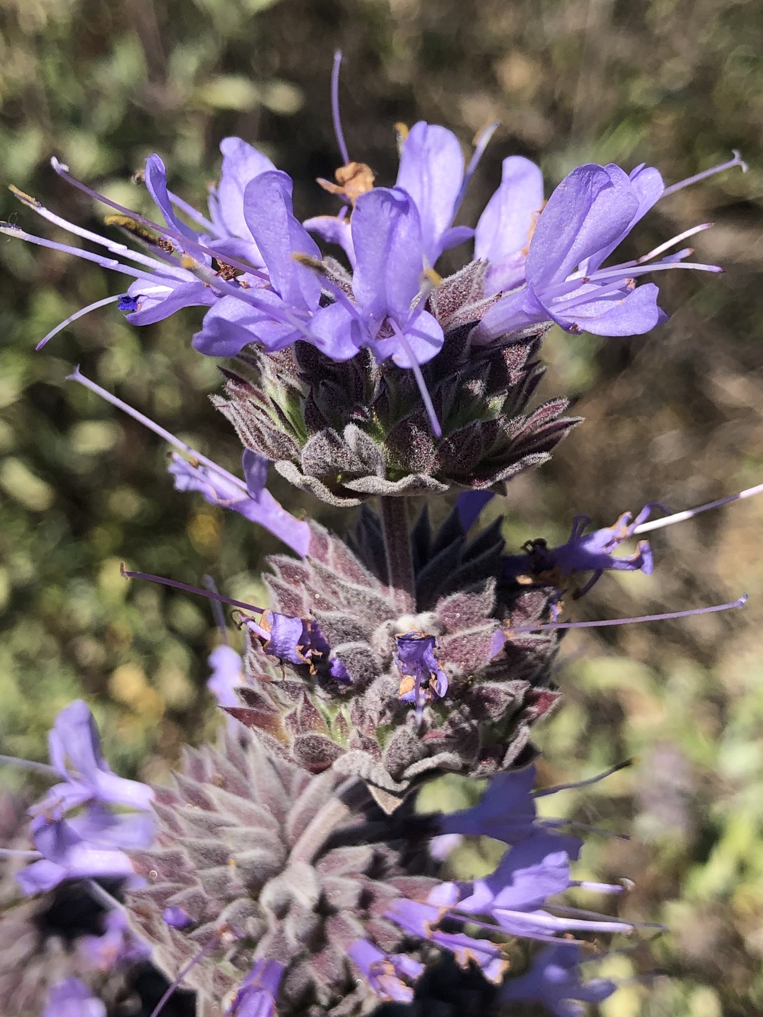 Salvia clevelandii
